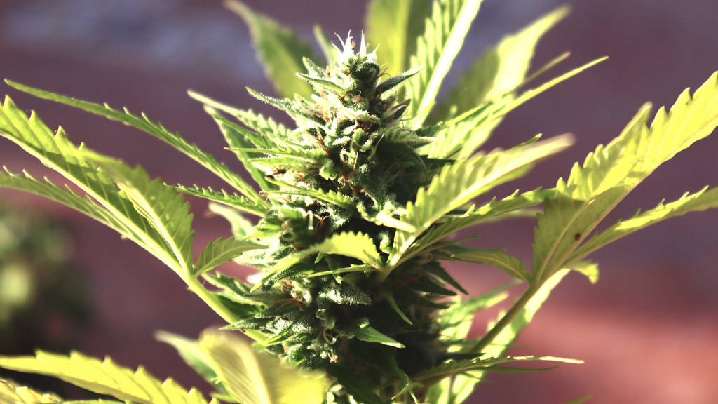 Cannabis Indica Pflanze