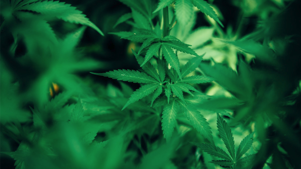 Cannabis Sativa Pflanze