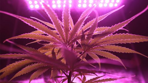 Ist der Anbau von CBD in der Schweiz erlaubt?