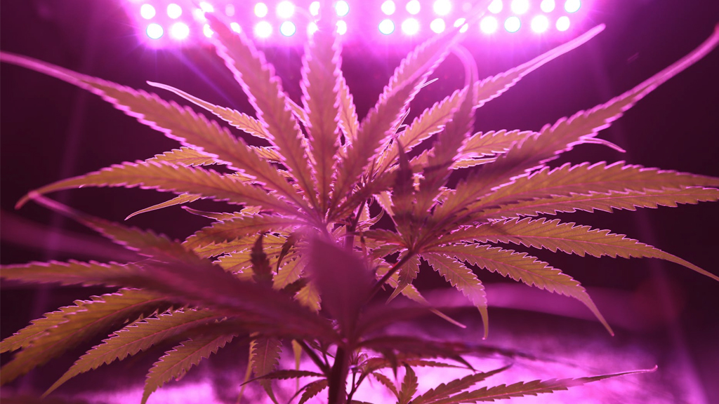 CBD Anbau
