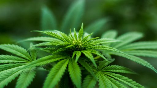 Hanf (Cannabis) die Geschichte